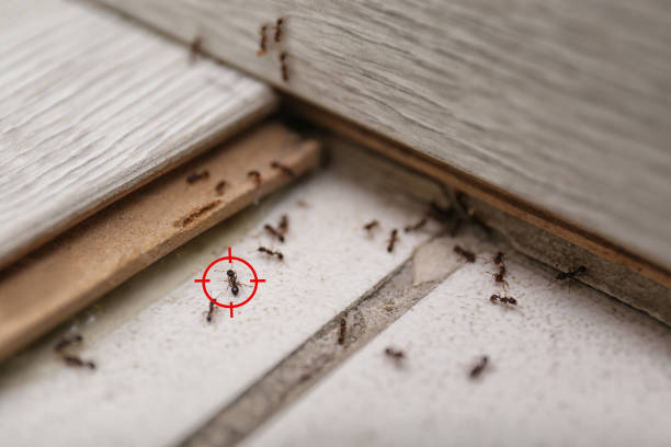 Best Commercial Pest Control Services  in Hideo, UT